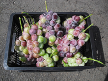 アイカンの技術